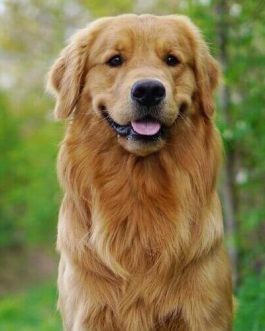 Pedigree Chicken and Vegetables Adult Dog Dry Food