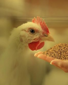 Grower Chicken Pellet Feed